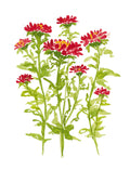 Art Print - Aster in Red