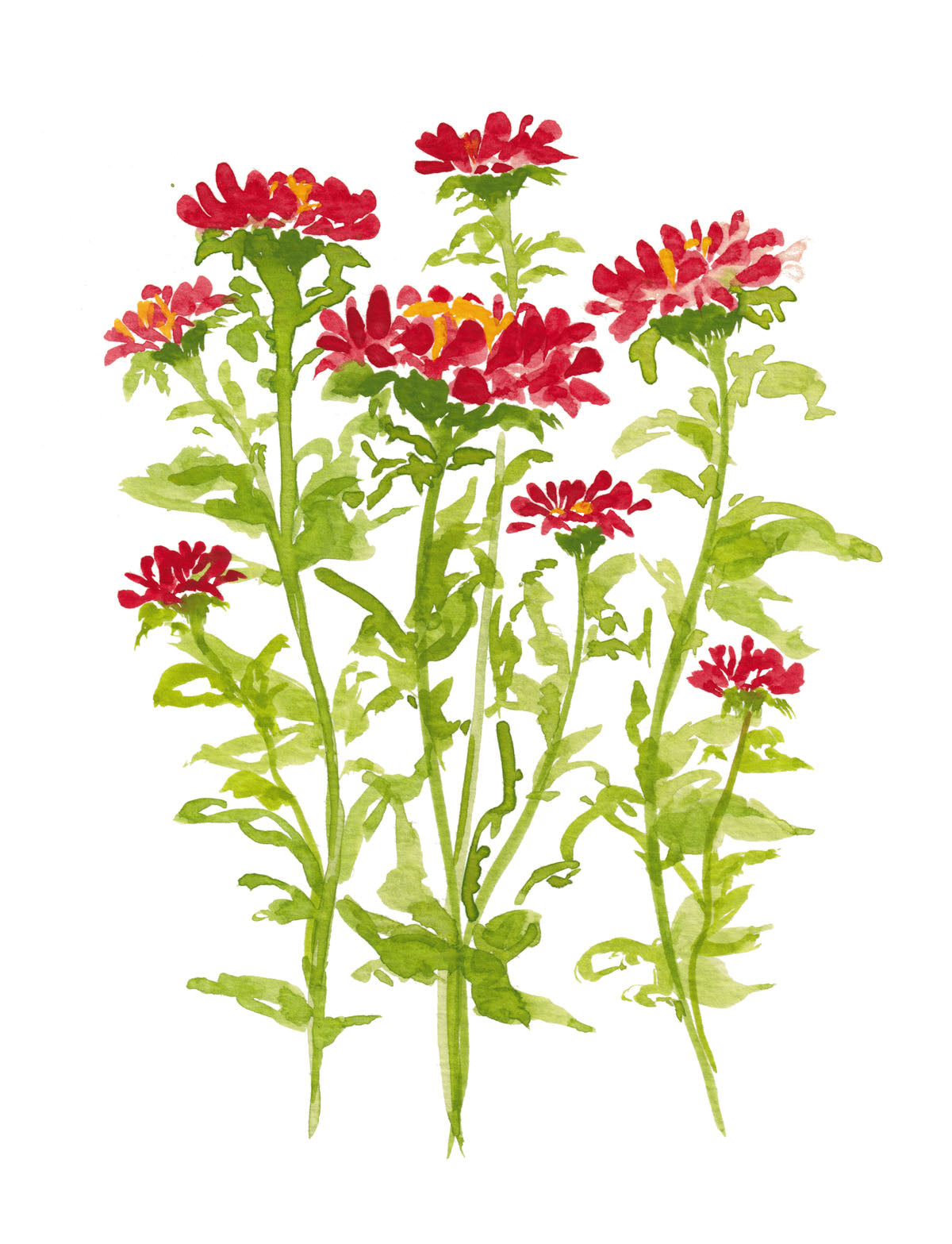 Art Print - Aster in Red