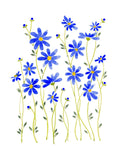 Art Print - Blue Daisies