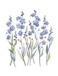 Art Print - Blue Forget Me Not