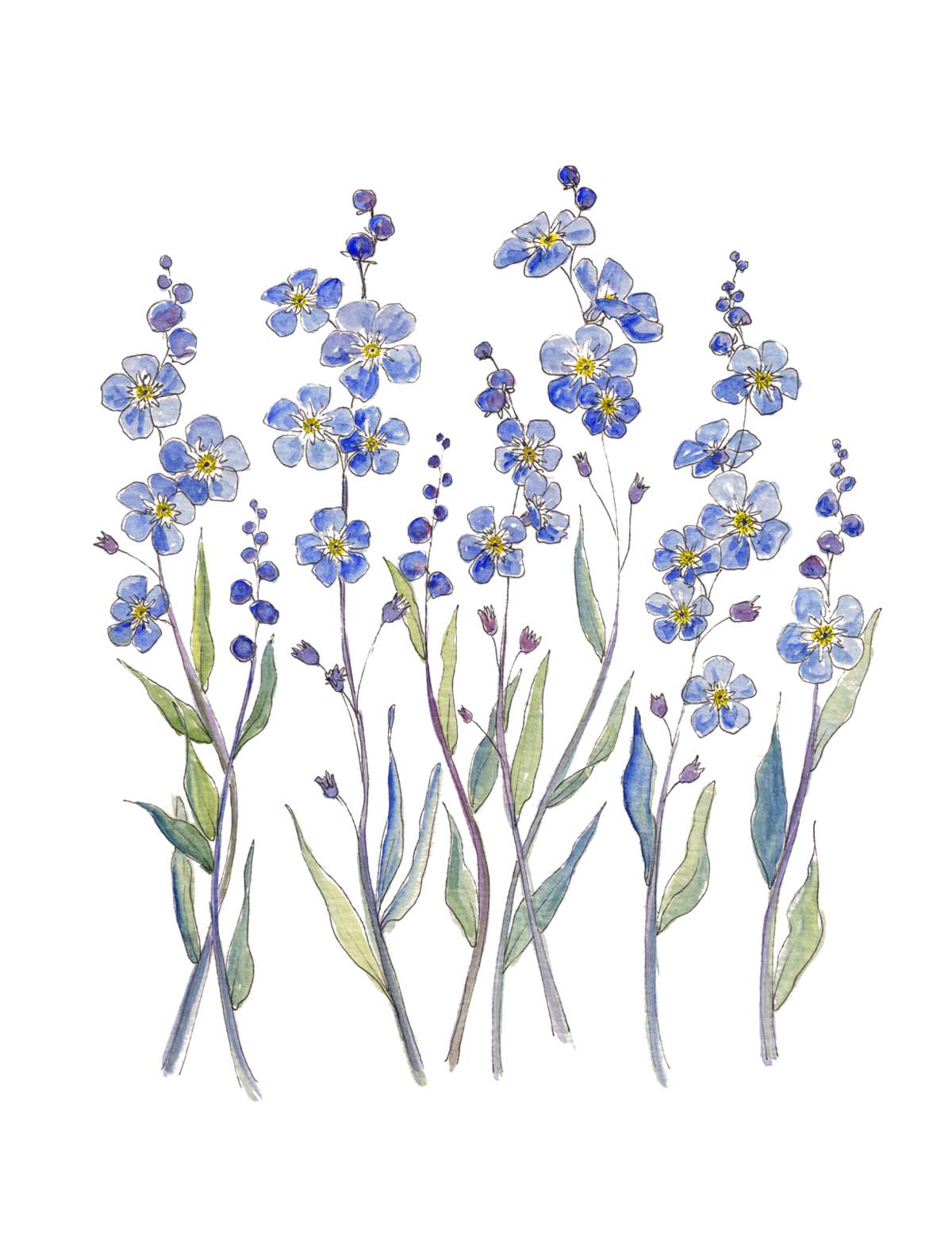 Art Print - Blue Forget Me Not