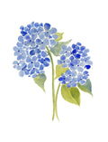 Art Print - Deep Blue Hydrangea