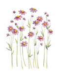 Art Print - Pretty Button Daisies