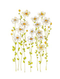 Art Print - Dainty White Floral