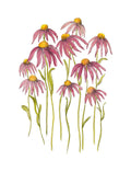 Art Print - Echinacea