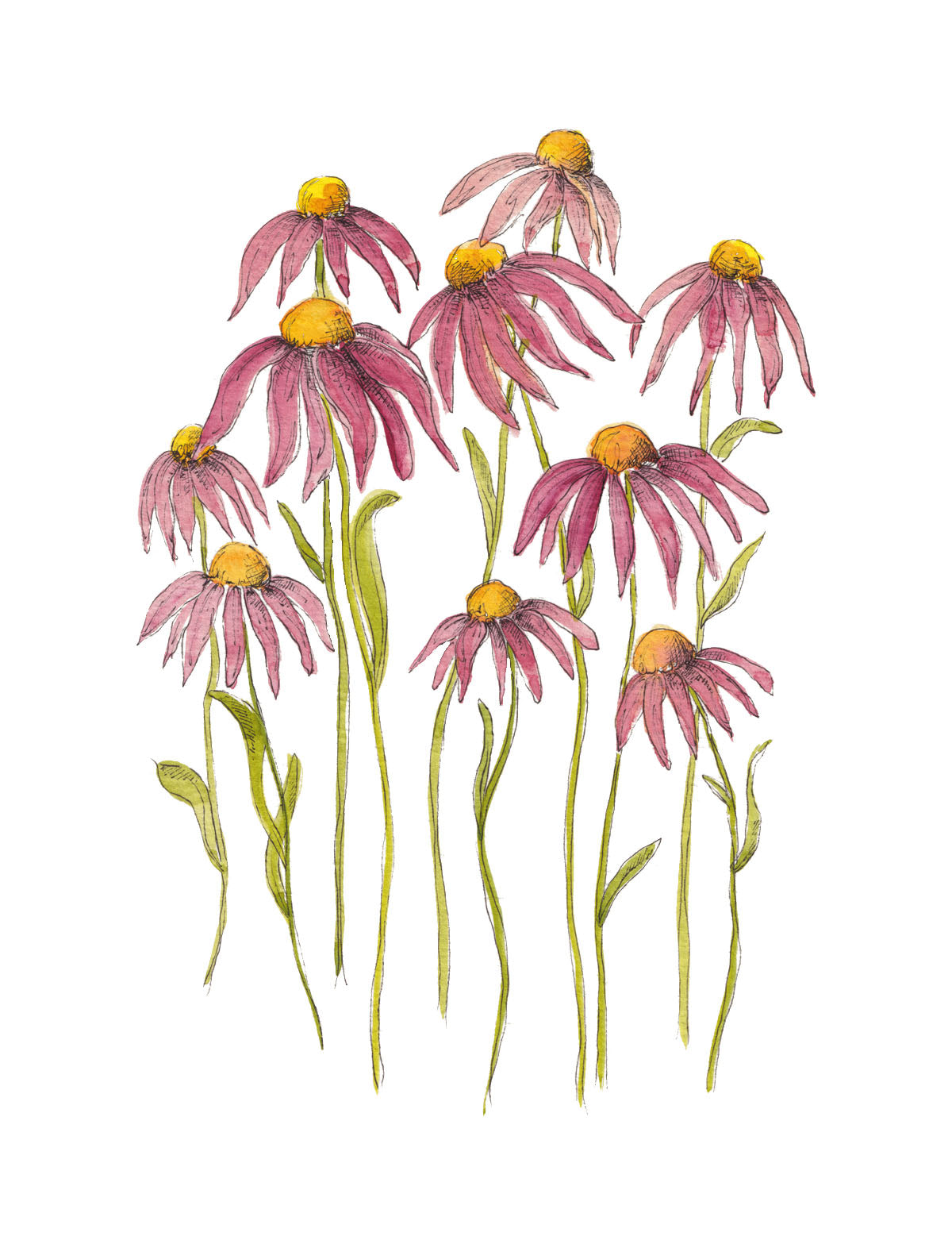 Art Print - Echinacea