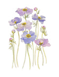 Art Print - Lilac Anemones