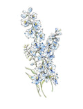 Art Print - Sky Blue Delphinium