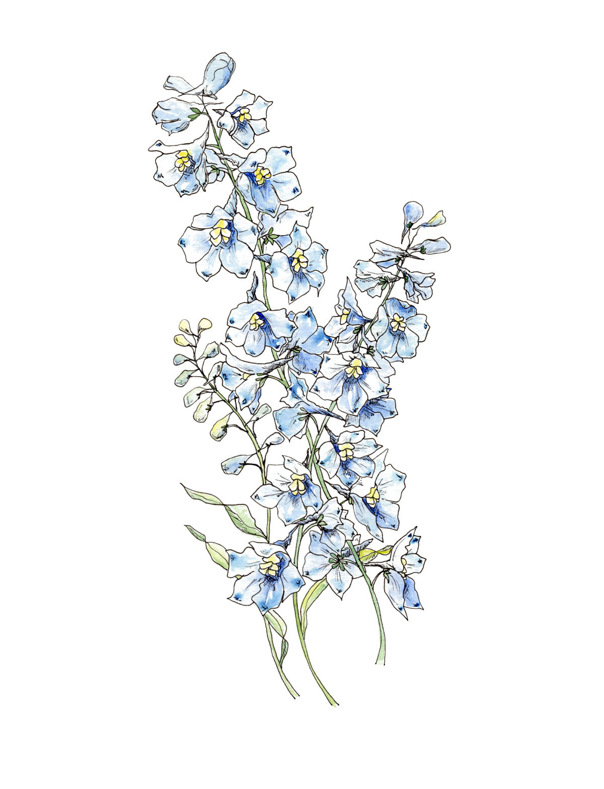 Art Print - Sky Blue Delphinium