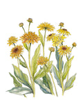 Art Print - Summer Paper Daisies