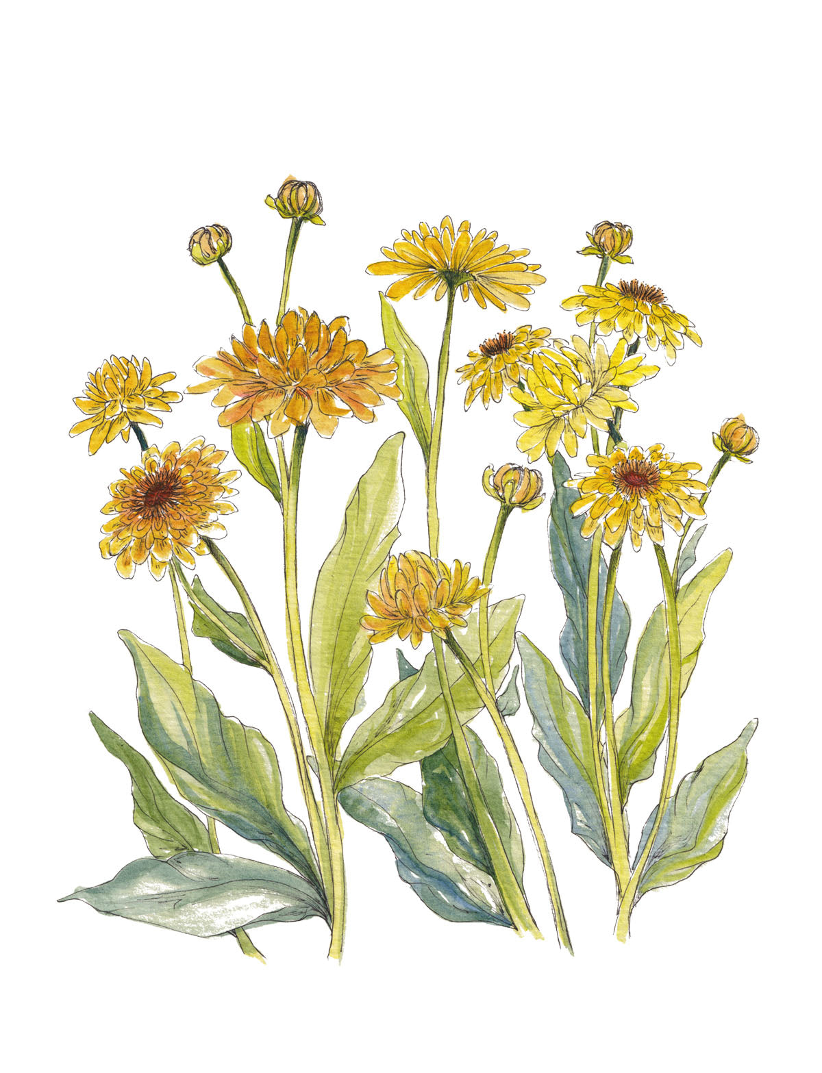 Art Print - Summer Paper Daisies