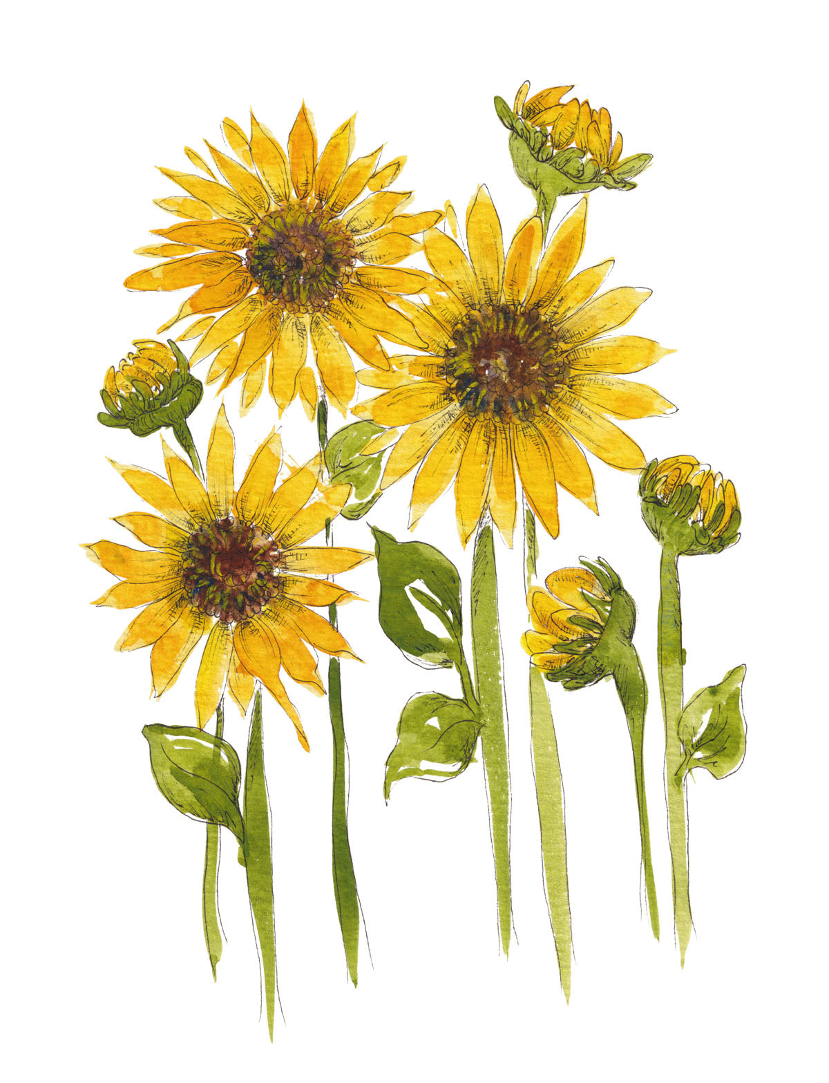 Art Print - Sunflower Fields