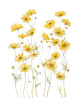 Art Print - Yellow Cosmos